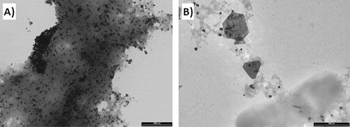 Figure 6. TEM image of a large area in the sample obtained from (A) shoot extract of Au-treated Cucurbita pepo L., evidencing the gel-like matrix which encapsulate AuNPs (bar scale 1000 nm) and (B) root extract of the same sample (bar scale 1000 nm).