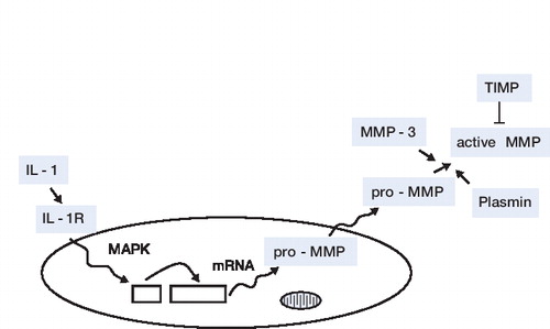 Figure 2.  Simplified drawing of MMP regulation. MMP gene transcription is generally induced by stimuli such as inflammatory cytokines, which signal via specific intracellular pathways. MMPs are produced as inactive pro-enzymes that are subsequently cleaved to become active enzymes. MMP-3 appears particularly important in this regard, since it is known to activate several of the MMPs. Plasmin is also an important activator of MMPs. TIMPs inhibit MMPs mainly at the active level. MAPK: mitogen-activated protein kinase.