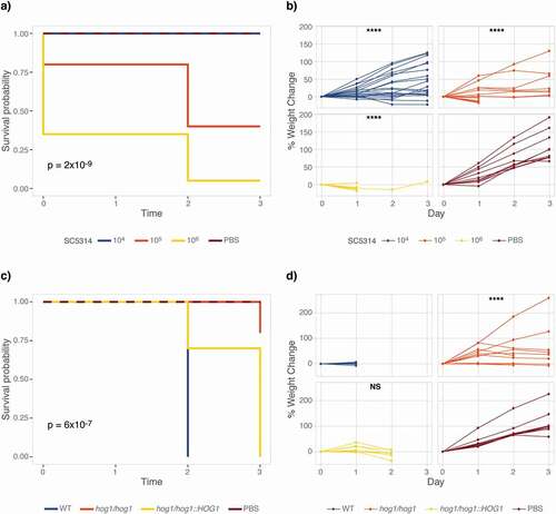 Figure 2. Elevated temperature increases susceptibility of M. sexta to C. albicans. Groups of 10 animals were injected with increasing doses of the C. albicans wild-type strain SC5314 or with 106 cells of the hog1∆/∆ mutant strain and its complemented control and wild-type progenitor and kept at 37°C for the duration of the experiment. (a) M. sexta caterpillars succumb to infection with 105 cells of the laboratory strain SC5314 at 37°C. (b) Weight gain of caterpillars infected with C. albicans was significantly reduced at all doses relative to PBS controls (**** = P < 0.0001). (c) Attenuated virulence of the hog1∆/∆ mutant is retained at 37°C. (d) Animals infected with the hog1∆/∆ mutant gain significantly more weight than those infected with the wild-type strain RM1000 (**** = P < 0.0001). Infection with the hog1/hog1::HOG1 complemented strain resulted in a lack of weight gain comparable to wild type (p = 0.16). Shown is one of two comparable replicates.