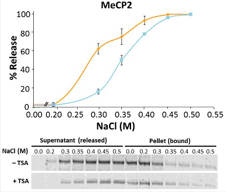 Figure 3. TSA treatment affects the binding of MeCP2 to chromatin. Salt (NaCl) extraction of MeCP2 from nuclei of untreated (orange line) and TSA treated (blue line) NIH/3T3 cells. Quantitative western blots were carried out on n = 2 independent experiments. MeCP2 levels were measured in both supernatant and pellet fractions, given that the reciprocal increase and decrease of MeCP2 represent the unbound (released) and bound fractions from cell nuclei, respectively. Data presented as mean ± SEM.