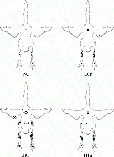 Figure 3.  Experimental infection: ventral view of the distribution of joint and sternal bursa lesions in birds with arthritis at post-mortem confirmed by histopathology (lesion score 1 to 4) in: the NC group, 3/12 affected with aseptic arthritis (lesion score 1); the LCh group, intravenous inoculation with a low dose (105 CFU/bird) of an arthropathic M. synoviae chicken strain (10/15 affected); the LHCh group, intravenous inoculation with a low dose (105 CFU/bird) and a high dose (108 CFU/bird) of an arthropathic M. synoviae chicken strain (18/18 affected); and the HTu group, intravenous inoculation with a high dose (108 CFU/bird) of an arthropathic M. synoviae turkey strain (23/34 affected). Each symbol represents an affected joint or sternal bursa. A triangle depicts a shoulder, elbow or hip joint; a dot a knee, hock or foot joint; a square represents a sternal bursa.