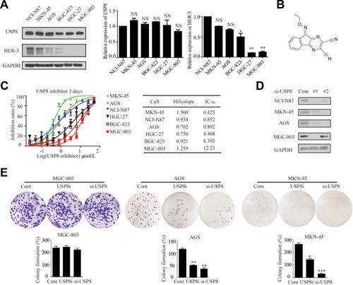 Figure 2 Down-regulation of USP8 inhibits proliferation of gastric cancer cells. (A) Expression levels of USP8 and HER-3 in six gastric cancer lines as indicated, *P<0.05, **P<0.01. (B) Chemical structure of USP8 inhibitor (DUBs-IN-2). (C) The proliferation rates of cells were evaluated with indicated treatment. (D) Immunoblot analysis to confirm knockdown of USP8 using si-USP8 (si-USP8 sequence #1 and si-USP8 sequence #2) and gene glyceraldehyde-3-phosphate dehydrogenase (GAPDH) was used as a control to verify equal loading of protein in NCI-N87, MKN-45, AGS and MGC-803 cell lines. (E) Clone formation experiments were performed on MGC-803 (USP8i, 2000 nmol/L and si-USP8 sequence #1), MKN-45 (USP8i, 500 nmol/L and si-USP8 sequence #1) and AGS (USP8i, 500 nmol/L and si-USP8 sequence #1) cells, *P<0.05, **P<0.01, ***P<0.001.Abbreviations: NS, no statistical significance; USP8i, USP8 inhibitor.