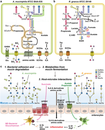 Figure 6. Proposed mechanism of metabolic features of MD bacteria. (a-b) Schematic diagram of the core metabolic pathways of A. muciniphila (a) and R. gnavus (b). The pathway that converts fucose into the core pathways is highlighted in red. Yellow- and purple-colored pathways represent the conversion of galactose and NeuAc into the core pathways, respectively. Blue- and green-colored pathways indicate the conversion of GlcNAc and GalNAc into the core pathways, respectively. Carbon sources described above share the orange-colored pathway for the production of acetate or propionate. (c) The schematic view shows the proposed MD bacterial adhesion and mucin-degradation mechanism, fermentation products, and host-microbe interactions.