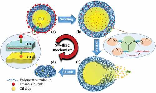 Figure 7. Swelling mechanism diagram of PU microcapsule.