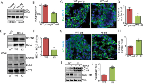 Figure 1. Becn1F121A knockin mutation reverses decreased autophagy in neurospheres from older mice. (A) Lysates from DMSO and Baf A1 treated neurosphere from old and young WT mice in normal media probed by immunoblot. n = 3 independent experiments. (B) Mean ± SE of change of autophagy flux (calculated as LC3-II/VCL with Baf A1 divided by LC3-II/VCL without Baf A1) of neurospheres from old WT young mice and old mice. The autophagy flux of WT cells is set as 1 for each experiment. (C) Immunofluorescence for LC3 and DAPI in primary neurospheres from young and old WT mice. (D) Mean ± SE of number of LC3 puncta per cell of primary neurospheres from young and old WT mice were shown. n = 5 independent experiments. (E) Co-immunoprecipitation of BECN1 by BCL2 in neurospheres from WT and KI mice. (F) Mean ± SE of BECN1:BCL2 ratio in the IP samples from 3 independent experiments were shown. (G) Immunofluorescence for LC3 and DAPI in isolated primary neurospheres from old WT and old KI mice. (H) Mean ± SE of number of LC3 puncta per cell of primary neurospheres from old WT and old KI mice. n = 5 independent experiments. (I) Lysates from DMSO – and Baf A1-treated neurospheres of old WT mice and old KI mice probed by immunoblot. (J) Mean ± SE of change of autophagy flux of neurospheres from old WT mice and old KI mice. n = 4 independent experiments. Bar: 10 μm. **: p < 0.01. Student’s t test was used for statistical analysis.