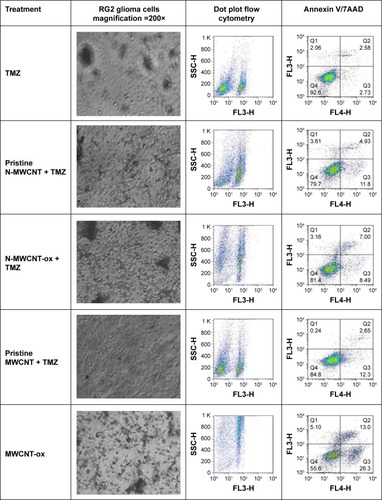 Figure 5 Effect of treatment with MWCNTs and TMZ in RG2 glioma cells.Notes: MWCNTs are well phagocytosed by RG2 glioma cells (A). TMZ treatment does not affect the capacity of RG2 glioma cells to phagocytose MWCNTs (B). The representative images of RG2 glioma cells by light microscopy and FACS dot plots are shown. The microscopy images show that the cells endocytosed the four different MWCNTs used (A) and MWCNTs used in combination with TMZ, and the first row of dot plots shows the increase in size of the RG2 glioma cells due to the increase in the number of MWCNTs endocytosed. The second line of dot plots shows the representative images of the induction of apoptosis and necrosis by different MWCNTs endocytosed by RG2 cells.Abbreviations: MWCNT, multiwalled carbon nanotube; TMZ, temozolomide; N-MWCNT, nitrogen-doped MWCNT; N-MWCNT-ox, acid-treated nitrogen-doped MWCNT; MWCNT-ox, acid-treated MWCNT.