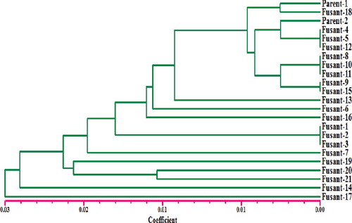 Figure 6. Dendrogram analysis among the two parent's strains (P1 and P2) (T. harzianum NBAII Th 1 and T. viride NBAII Tv 23) and their 21 corresponding fusants (fusant-1 to fusant-21) based on ISSR and ITS primers that have been used for fingerprinting.