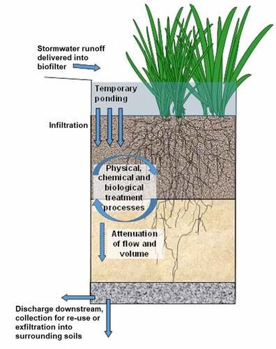 Figure 10. Typical stormwater biofilter working model [Citation184].