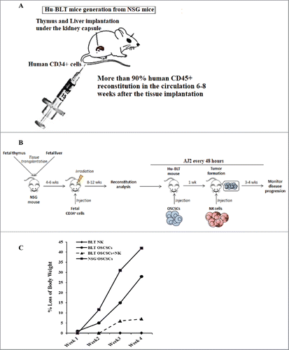 Figure 1. Single injection of super-charged NK cells with/without feeding AJ2 inhibited tumor growth in hu-BLT mice. Hu-BLT mice were generated as described in Materials and Methods, and shown in figure (A). Hu-BLT and NSG mice were implanted orthotopically with 1 × 106 human OSCSCs into the floor of the mouth, and after 7–10 days a group of hu-BLT mice were injected with 1.5 × 106 super-charged NK cells through tail vein, and mice were monitored for disease progression. Another group of hu-BLT mice were fed with AJ2 probiotic bacteria 5 billion/day every 48 hours 2 weeks prior to the implantation of OSCSCs and after implantation of the tumors in the presence and absence of NK injection until the experiments were terminated (B). Weight loss was monitored by weighing the mice on a weekly basis. One of 3 representative experiments is shown in this figure (C). Upon termination of the experiment, mice were sacrificed, and the pictures of tumors were taken after resection (D), and weighed (n = 4) (E). Mice were implanted with human OSCSCs and injected with NK cells and fed with AJ2, as shown in Fig. 1B, and the tumors were resected and weighed post mortem (n = 4) (F). PBMCs were isolated from hu-BLT mice and humans and surface expression of human CD3 (n = 5) (G), CD4 (n = 5) (H), CD8 (n = 5) (I), CD19 (n = 3) (J) and CD16 (n = 5) (K) were determined within CD45+ immune cells using antibody staining followed by flow cytometric analysis.