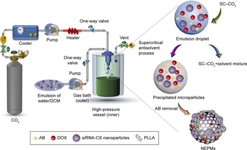 Figure 2 Schematic illustration demonstrating the instrument setup of SAS process and the mechanistic elucidation of particle formation.Notes: Within the high-pressure vessel, rapid mixing and diffusion at the outlet interface of SC–CO2 and the emulsion mixture occur instantaneously. At the same time, the polymer and drug in the emulsion mixture become supersaturated, and the solute undergoes nucleation and subsequent precipitation, resulting in the formation of PMs containing AB as a gas-foaming porogen. Finally, the drying process completely removes the AB, yielding the highly porous architectures.Abbreviations: AB, ammonium bicarbonate; PM, porous microparticle; SAS, supercritical antisolvent.