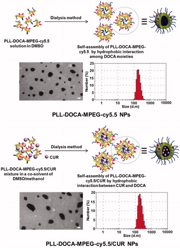 Figure 3. TEM images and size distributions of PLL-DOCA-MPEG-cy5.5 and PLL-DOCA-MPEG-cy5.5/CUR NPs. The scale bar (black line) of TEM images is 100 nm.