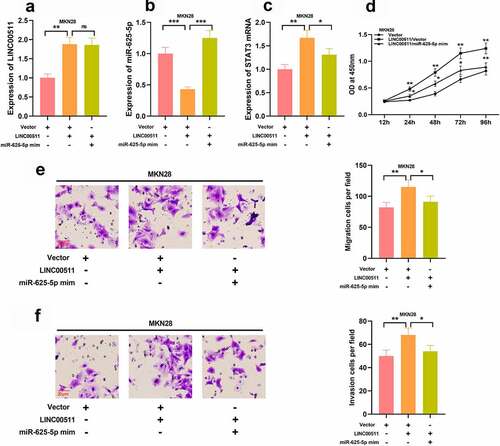 Figure 6. LINC00511 modulates the proliferation, migration and invasion of GC cell through regulating miR-625-5p. A-C qRT-PCR was used to detect the expression of LINC00511, miR-625-5p and STAT3 mRNA after transfection of miR-625-5p mimic into MKN28 cells with LINC00511 overexpression. D. CCK-8 method was used to detect the cell proliferation after transfection of miR-625-5p mimic into MKN28 cells with LINC00511 overexpression. E. MiR-625-5p mimic was transfected into MKN28 cells with LINC00511 overexpression, and the migration and invasion of the cells were detected by transwell assay