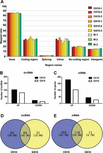 Figure 2. Analysis of the lncRNA data. (A) Region distribution of the tested reads. Results shown are the region distribution of the tested reads, including gene, coding region, splicing, intron, non-coding region and intergenic. Among them, 5-UTR, 3-UTR, non-coding RNA regions are covered in non-coding region. (B) Numbers of significantly differentially expressed (SDE) lncRNAs in the process of infection with CK10 or GS10 relative to mock (p < 0.05, fold change > 1.5 or < 0.67). (C) Numbers of SDE mRNAs in the process of infection with CK10 or GS10 relative to mock (p < 0.05, fold change > 1.5 or < 0.67). (D) Venn diagram showing the distribution of SDE lncRNAs in the process of infection with CK10 or GS10. (E) Venn diagram showing the distribution of SDE mRNAs in the process of infection with CK10 or GS10 viruses.