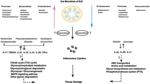 Figure 6. The summary for the analysis of gut microbiota and cytokines in SLE patients with/without Glucocorticoid treatment.