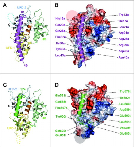 Figure 2. Structure of the ATG5-ATG16N69 and ATG5-TECAIR complexes. (A) Ribbon diagram of the structure of ATG5-ATG16N69. UFD-1, UFD-2, and the HR domain in ATG5 are highlighted in yellow, pale cyan, and pale green, respectively. The N-terminal helix is colored orange and invisible residues (226–231) are denoted by cyan dots. The secondary structural elements are sequentially labeled. The N- and C-termini are also labeled. ATG16N69 is highlighted in purple, and its N- and C-terminal residues are indicated. (B) Molecular surface diagram showing the electrostatic potential of ATG5. Negatively and positively charged surfaces are colored red and blue, respectively. The invisible region is indicated by a transparent gray oval. The ATG16N69 protein highlighted in purple is shown as a ribbon diagram with a stick model of interacting residues with ATG5. For clarity, the residues are labeled in purple and the ‘a’ is appended to the residue number of ATG16N69. (C) Ribbon diagram of the ATG5-TECAIR structure. The color scheme for ATG5 is the same as in panel (A). The invisible residues (26–31 and 60–65) of ATG5 are shown as yellow dots. TECAIR is colored green and its N- and C-terminal residues are indicated. (D) Molecular surface diagram following the arrangements described in panel (B) with TECAIR colored green and shown as a ribbon diagram. The residues interacting with ATG5 are labeled in green and the ‘t’ is appended to the residue number of the TECAIR protein.