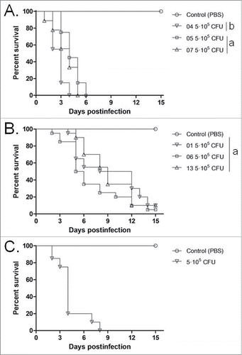 Figure 2. Cumulative mortality of G. mellonella larvae infected with T. asahii (A), T. asteroides (B) or T.inkin (C). The mean survival time was estimated by the Kaplan-Meier method and compared among groups using the log-rank test (a, P > 0.05, andb, P < 0.05). All groups are different from the control (PBS).