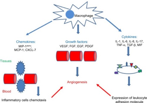 Figure 5 Chemokines, growth factors, and cytokines involved in the angiogenic activity of macrophages.Abbreviations: MIP-1alpha, macrophage inflammatory protein-1 alpha; MCP-1, monocyte chemotactic protein 1; CXCL-7, CXC chemokine ligand 7; VEGF, vascular endothelial growth factor; FGF, fibroblast growth factor; EGF, epidermal growth factor; PDGF, platelet derived growth factor; TNF-α, tumor necrosis factor α; IL, interleukin; TGF-β, transformer growth factor β; MIF, macrophage migration inhibitory factor.