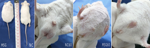 Figure 1 The mice in the monosodium glutamate group from the age of 60 days show significant changes differing from the control group, such as dull hair, short and fat body composition, thick subcutaneous fat, short penis, dysplasia of testis, and the inability of the testis to descend into the scrotum. This condition is still evident at the age of 90 days.