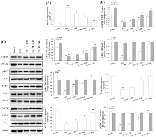 Figure 11. TA restrained miR-139 expression and activated the CXCR4/CXCL12/PLC/PKC/Rho A/MLC pathway in IND-induced gastric damage rats. (A) miR-139 mRNA expression. (B) CXCR4 and CXCL12 mRNA expression. (C) Related protein expression of the CXCR4/CXCL12/PLC/PKC/Rho a/MLC pathway. The data are indicated as the means ± SD (n = 5). #p < 0.05, ##p < 0.01 compared to the control group; *p < 0.05, **p < 0.01 compared to the IND group.