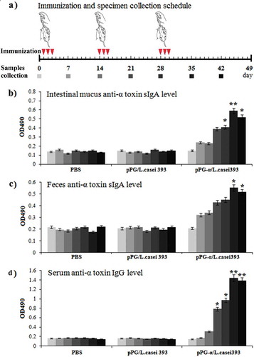 Figure 3. Determination of antigen-specific sIgA and IgG antibody levels in mice immunized with pPG-α/L. casei 393. (a) The immunization scheme, and the schedule of feces, serum, and intestinal mucus sampling. After immunization, immune samples were collected from the mice in each group on days 0, 7, 14, 21, 28, 35, and 42, and anti–α-toxoid sIgA levels in the intestinal mucus (b) and feces (c) and anti–α-toxoid IgG levels in serum (d) were detected by an ELISA. Bars represent the mean ± standard error in each group (*p < 0.05, **p < 0.01 as compared with groups “pPG/L. casei 393” and “PBS”).