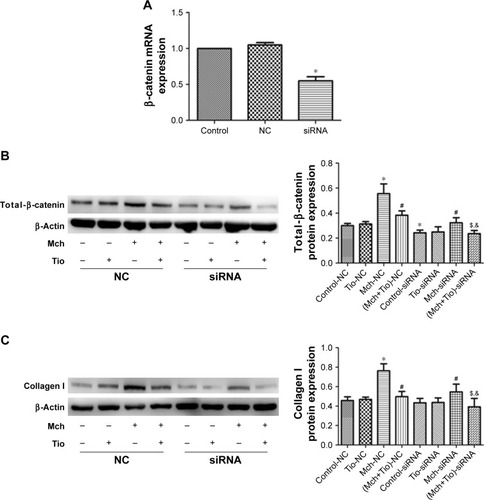 Figure 6 The effect of β-catenin silencing on the tiotropium-induced inhibition of collagen I production.