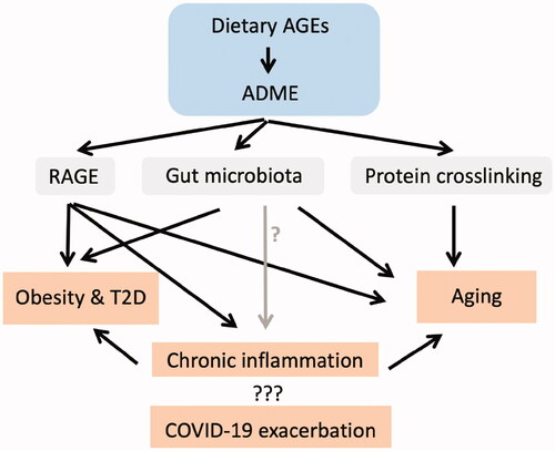 Figure 2. Dietary advanced glycation end-products (AGEs) induce toxicological effects by activating RAGE, modulating gut microbiota and inducing collagen crosslinking – potential roles in severity of COVID-19, aging, obesity and Type 2 diabetes. ADME: Absorption, distribution, metabolism, and excretion.
