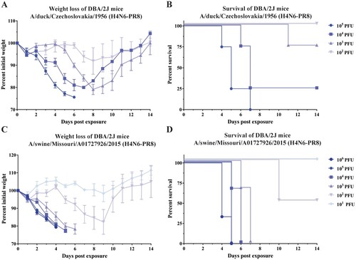 Figure 4. Infection of DBA/2J mice with recombinant H4N6 viruses in the PR8 background. (A) Weight loss of mice (n = 4) after infection with A/duck/Czechoslovakia/1956 (H4N6-PR8). DBA/2J mice were infected with various doses of A/duck/Czechoslovakia/1956 (H4N6-PR8) and monitored for 14 days after infection. (B) Survival of mice after infection with A/duck/Czechoslovakia/1956 (H4N6-PR8). DBA/2J mice were infected with various doses of A/duck/Czechoslovakia/1956 (H4N6-PR8) and weight loss was monitored for 14 days after infection. (C) Weight loss of mice after infection with A/swine/Missouri/A01727926/2015 (H4N6-PR8). DBA/2J mice were infected with various doses of A/swine/Missouri/A01727926/2015 (H4N6-PR8) and monitored for 14 days after infection. (D) Survival of mice after infection with A/swine/Missouri/A01727926/2015 (H4N6-PR8). DBA/2J mice were infected with various doses of A/swine/Missouri/A01727926/2015 (H4N6-PR8) and weight loss was monitored for 14 days after infection.