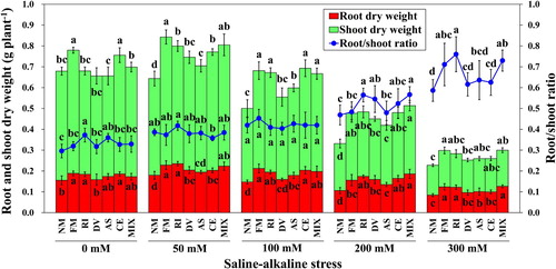 Figure 2. Shoot dry weight, root dry weight and root/shoot ratio of L. chinensis under saline-alkaline stress. NM, FM, RI, DV, AS, CE and MIX represent plants inoculated without AMF, or with F. mosseae, R. intraradices, D. versiformis, A. scrobiculata, C. etunicatum and mixture of five AMF species, respectively. Plants were subjected to 0, 50, 100, 200, and 300 mM saline-alkaline stress. The results are presented as the mean ± SD of five replicates. Different letters indicate significant differences in parameters among different AMF inoculation treatments based on Duncan’s test (P < 0.05).