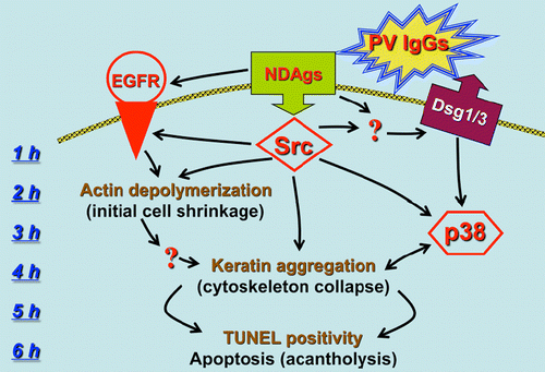 Figure 6.  Hypothetical scheme of early signaling steps during first 6 h after PV IgG binding to keratinocytes and their correlation with the major intracellular pathobiologic events. Abbreviations: EGFR, epidermal growth factor receptor; Dsg, desmoglein; NDAgs, non-Dsg antigens. From Ref. Citation[47].