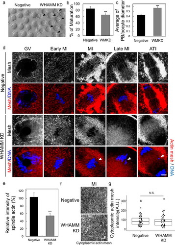 Figure 2. WHAMM is essential for asymmetric division and formation of spindle actin in maturing mouse oocytes. (a) Maturation status of oocytes injected with dsRNA against WHAMM, or that for the negative control. Impairment of asymmetric division by knockdown of WHAMM. Arrows indicate the extrusion of large polar bodies. Scale bar: 50 μm. (b) Maturation ratio 12 h after meiotic resumption was examined. Oocytes yielding a large polar body are also considered as MII. ***P < 0.001. (c) WHAMM knockdown increases the polar body (Manseau and Schupbach) size. The ratio of the diameter of the polar body to that of the oocyte in control and WHAMM-knockdown oocytes is shown. ***P < 0.001. (D, E, and F) Phalloidin-stained cytoplasmic actin mesh in oocytes injected with negative control dsRNA (Negative) and WHAMM-specific dsRNA (WHAMM KD). Oocytes were sampled at the GV, early MI, MI, late MI, or ATI stages (0, 5, 6, 8, and 9.5 h, respectively, after meiotic resumption) under the same conditions. Knockdown of WHAMM impairs the formation of complete spindle actin. The arrow indicates misaligned chromosomes by disruption of spindle actin. Blue, DNA; red F-actin. Scale bar: 7 μm. (e) Spindle actin intensity was represented percent (%) of intensity relative to mean of control. The number of oocytes used to analysis in control and WHAMM KD was 10, 11, respectively. ***P < 0.001. (f and g) The knockdown of WHAMM impairs the formation of spindle actin but does not affect cytoplasmic actin mesh. (g) Quantification of phalloidin fluorescence intensity of cytoplasmic actin at 8 h (MI) after meiosis resumption in oocytes injected with dsRNA. Fluorescence intensities of each oocyte were normalized to the mean intensity of control oocytes and presented as percent (%) of intensity relative to mean of control. Boxes show the interquartile range; whiskers show 1.5× the interquartile range; the line represents the median. N.S.: not statistically significant (P > 0.05)