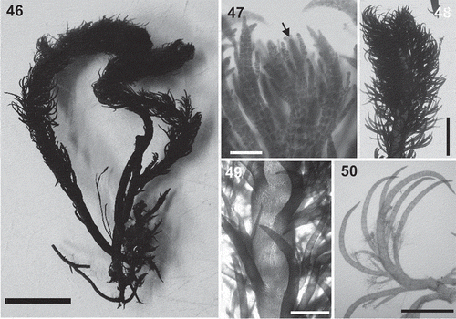 Figs 46–50. Lophurella tasmanica. Fig. 46. Habit of specimen PD3584. Fig. 47. Apex of an erect axis with apical cell indicated (arrow). Fig. 48. Apical part of an erect axis densely clothed with determinate branches. Fig. 49. Mid-part of an erect axis with basally branched determinate laterals. Fig. 50. Determinate branch bearing two orders of branches, of which the third-order branches bear trichoblasts. Scale bars: Fig. 46 = 8 mm; Fig. 47 = 100 µm; Fig. 48 = 2.5 mm; Figs 49, 50 = 800 µm.