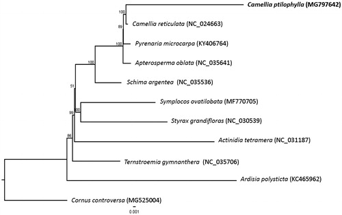 Figure 1. Maximum-likelihood tree based on the sequences of 11 complete chloroplast genomes. Numbers in the nodes are bootstrap support values from 1000 replicates. The position of Camellia ptilophylla is shown in bold and GenBank accession numbers are listed behind each species name.