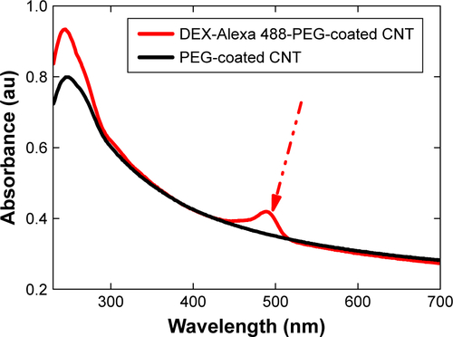 Figure S3 UV-vis spectra confirmed the attached Alexa 488 on DEX-PEG-coated CNT.Abbreviations: CNT, carbon nanotube; DEX, dexamethasone; PEG, polyethylene-glycol; UV-vis, ultraviolet-visible.