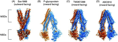Figure 2. Structures of example ABC proteins. Published structures of Sav1866 (NBDs associated, MSDs outward facing), P-glycoprotein (NBDs dissociated, MSDs inward facing), TM287/288 (NBDs partially associated, MSDs inward facing) and ABCB10 (NBDs associated, MSDs inward facing). Protein Data Bank (PDB) accession numbers for these structures are 2ONJ, 3G5U, 3QF4, and 4AYT respectively. The Figure was prepared using PyMol software (Schrödinger, LLC, Portland, OR, USA).