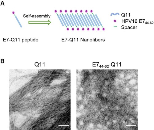 Figure 1 The in vitro self-assembly of Q11 and E744-62-Q11 nanofibers.Notes: (A) Schematic of nanofibers self-assembly. (B) Prepared nanofibers observed by electron microscopy. The bar indicates 100 nm.