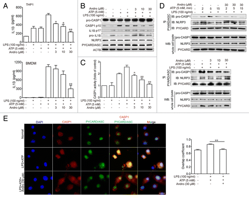 Figure 5. Andrographolide inhibits CASP1 activation and IL1B maturation by interrupting the formation of the NLRP3 inflammasome in vitro. THP-1 (pretreated with 500 nM PMA for 3 h) or BMDM cells were cultured with 100 ng/ml LPS for 3 h, then treated with Andro (3, 10, or 30 μM) for 1 h, followed by 1 h incubation with 5 mM ATP. (A) IL1B levels in the supernatant fraction were analyzed by ELISA. Data are mean ± SEM of 3 different experiments. *P < 0.05, **P < 0.01 vs. LPS+ATP group. (B) Protein levels of pro-IL1B, IL1B p17, pro-CASP1, cleaved CASP1, PYCARD, and NRLP3 were determined by western blotting. Data shown are representative of 3 experiments. (C) CASP1 activity was measured. Data are mean ± SEM of 3 different experiments. *P < 0.05, **P < 0.01 vs. LPS+ATP group. (D) LPS-primed THP-1 cells were treated with 30 μM Andro for 1 h, followed by 2, 5, or 15 min incubation with 5 mM ATP. In the other experiment, LPS-primed THP-1 cells were treated with Andro (3, 10, or 30 μM) for 1 h, followed by 5 min incubation with 5 mM ATP. Proteins were isolated and immunoprecipitated with an antibody against PYCARD. Data shown are representative of 3 experiments. (E) LPS-primed BMDM cells were treated with 30 μM Andro for 1 h, followed by treatment with 5 mM ATP for 15 min. Cells were analyzed by immunofluorescence cytochemistry. Scale bar: 10 μm. Data shown are representative of 3 experiments. Andro, andrographolide.