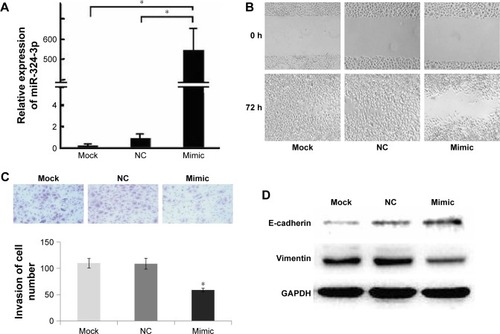 Figure 2 Effects of miR-324-3p-3p expression on migration and invasion of nasopharyngeal carcinoma cells.