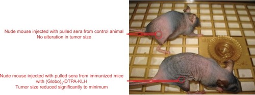 Figure 13 Nude mice injected with pooled sera.