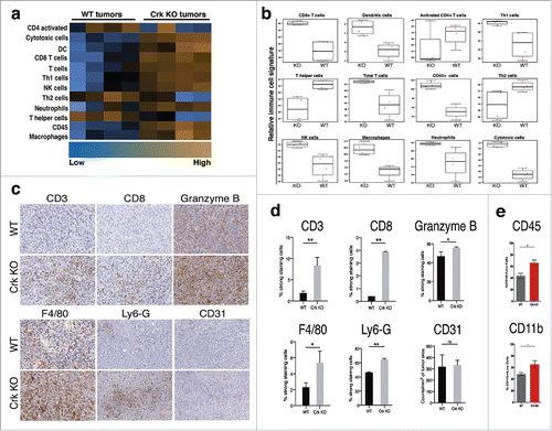 Figure 2. Crk suppresses tumor immune infiltration: (a) Heat map analysis of immune cell population by nCounter® PanCancer Immune Profiling Panel in WT and KO tumors (n = 4/group). (b) Relative RNA expression-based signatures of tumor suppressive immune cell populations in WT and KO tumors (n = 4/group). (c-e) Immuno-phenotyping of the WT and Crk KO tumors: (c) Immunohistochemical analysis of CD3+, CD8+, GranzB+ T cells, F4/80+ macrophages, Ly6-G+ neutrophils and CD31+ endothelial cells. (d) Quantitative analysis of IHC slides of tumors from WT and KO groups by Aperio AT2 Digital Whole Slide Scanning system. At least 500,000 cells were counted for analysis. (n = 3/group). (e) Flow cytometric analysis of CD45+ and CD11b+ immune cell pollutions in WT and Crk KO tumors (n = 8/group). Error bars, S.D.; all P values are based on one-sided Student's t-tests. * P < 0.05, ** P < 0.001.