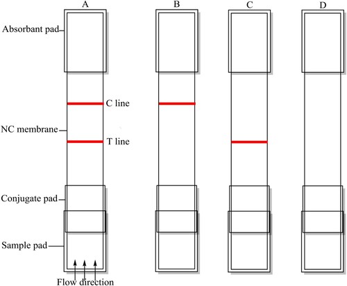 Figure 2. Illustration of typical strip test results. (A) negative test, (B) positive test and (C and D) invalid tests.