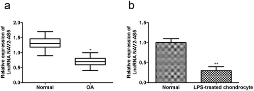 Figure 1. NAV2-AS5 is downregulated in OA tissue and LPS-stimulated chondrocyte. (a) Relative expression of NAV2-AS5 in OA tissue and normal tissue,*p < 0.05, OA tissue compared with the normal tissue. (b) Relative expression of NAV2-AS5 in LPS-treated chondrocyte and normal group. **P < 0.01 LPS-treated chondrocyte compared with the normal group.
