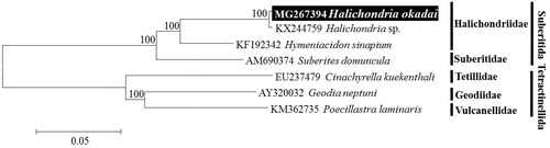 Figure 1. Neighbour-joining (NJ) tree based on the mitogenome sequences of three Halichondriid species including Halichondria okadai with two other related species in Suberitida. Three species (Cinachyrella kuekenthali, Geodia neptuni, Poecillastra laminaris) derived from Tetractinellida was used as outgroup for tree rooting. Numbers above the branches indicate NJ bootstrap values from 1000 replications.