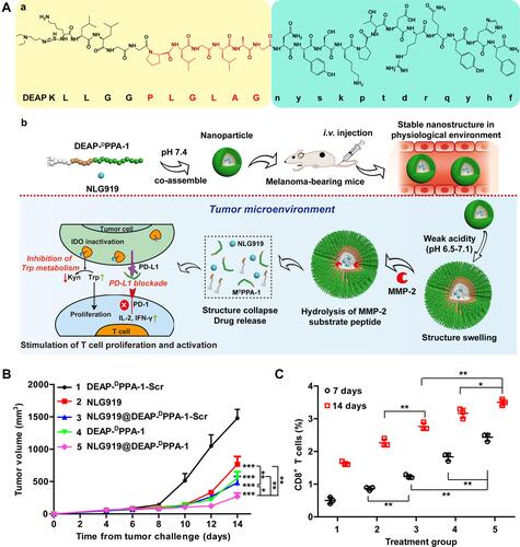 Figure 9 The design strategy of NLG919@DEAP-DPPA-1. (A) The responding model and antitumor mechanism of NLG919@DEAP-DPPA-1; (B) tumor volume growth curves of mice after different treatments; (C) the ratio of CD8+ T cells after treatment. (*p< 0.05, **p< 0.01, ***p< 0.001).