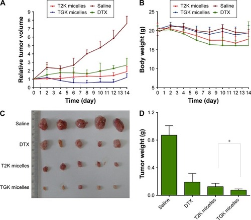 Figure 10 The antitumor efficacy against subcutaneous tumor-bearing nude mice; 10 mg/kg DTX or equivalent T2K or TGK micelles was administrated at day 1, day 4, and day 7.Notes: (A) The relative tumor volume–time curve. (B) The body weight change after administration of DTX, TGK micelles, or T2K micelles. (C) Photographs of tumors from each group. (D) The weights of excised tumors from subcutaneous tumor-bearing nude mice at the time of execution. Values are expressed as mean ± SD (n=5). *P<0.05.Abbreviations: DTX, docetaxel; T2K micelles, micelles composed of TPGS/T2K (n:n =40:60); TGK micelles, micelles composed of TPGS/TGK (n:n =40:60); SD, standard deviation; TPGS, d-α-tocopheryl polyethylene glycol 1000 succinate.