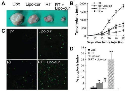 Figure 6 Lipo-cur sensitizes cancer cells to RT. (A and B) C57BL/6J mouse tumor model was established by subcutaneous injection with 5 × 105 LL/2 cells. Mice (six mice in each group) were treated with 100 μg of Lipo-cur (▲) (intravenous route), RT (⋄), Lipo-cur (intravenous route) and RT (■), or Lipo solution alone (●). Significant difference was found in tumor volume (*denotes P < 0.05) between RT-curcumin group and those two methods alone. Points, mean (n = 8); bars, standard deviation. (C and D) Apoptosis of lung cancer cells was detected using TUNEL analysis. The percentage of apoptosis was determined by counting the number of apoptotic cells and dividing by the total number of cells in the field (five high power fields per slide).Notes: The combined treatment with Lipo-cur and RT resulted in significantly increased apoptosis compared with that of other groups (*denotes P < 0.05, **denotes P < 0.01); bars, standard deviation; columns, mean.Abbreviations: Lipo, empty liposome; Lipo-cur, liposomal curcumin; RT, radiotherapy; TUNEL, terminal deoxynucleotidyl transferase dUTP nick end labeling.