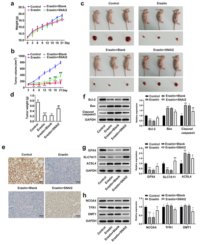 Figure 6. The effect of erastin and SNAI2 overexpression on tumor growth of ovarian cancer in vivo. Mice were subcutaneously injected with untransfected or transfected SKOV3 cells to induce tumor formation. Erastin (30 mg/kg intraperitoneally) was applied for treatment. Before sacrifice, the (a) mice weight and (b) tumor volume were monitored and recorded every 3 days. (c) After sacrifice, the tumors were harvested and the tumor size was observed. (d) The tumor weight was also recorded. (e) Immunohistochemical (IHC) assay was conducted to detect the expression of SLC7A11 of tumor tissue. (f) The protein expression of Bcl-2, Bax, and cleaved caspase3 was determined using Western blot. (g) The protein expression of GPX4, SLC7A11, and ACSL4 was determined using Western blot. (h) The protein expression of NCOA4, TFR1, and DMT1 was determined using Western blot. **p < 0.01, and ***p < 0.001 vs control; #p < 0.05, ##p < 0.01, and ###p < 0.001 vs Erastin+pcDNA3.1.