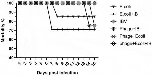 Figure 4. Average percentage of mortality in different groups (birds per group at each time point). The highest and earliest mortality was associated with mixed infections without bacteriophage treatment. In contrast, no deaths occurred in bacteriophage treated groups with mixed infection.