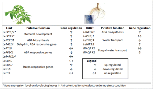 Figure 1. Modulation of the expression of selected genes induced by AM symbiosis in tomato plants subjected to water stress conditions with respect to uncolonised (AM-) plants (adapted from Chitarra et al. 2016).