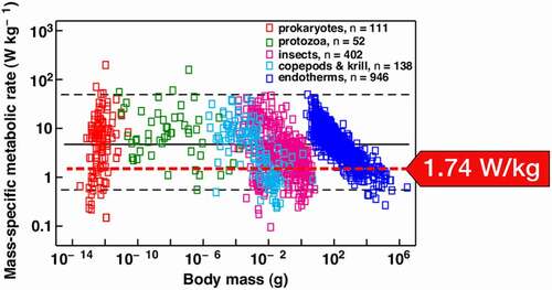 Figure 4. Value of the mean mass specific rate of change in the gravitational potential energy (red arrow) superimposed on the mass-specific metabolic rate observed by Makarieva et al. This range harbors organisms of practically all sizes found on earth. (Reproduced with permission from the publisher.)