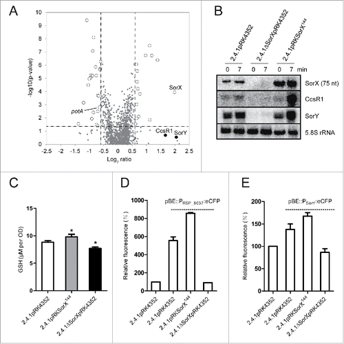 Figure 4. SorX affects transcription of 2 other sRNAs. (A) Analysis of the SorX overexpression strain 2.4.1pRKSorX144 by microarrays. The Volcano plot depicts log2 ratios and p-values (negative log10) for the analyzed genes. Vertical lines indicate log2 ratios of ≥ 0.6 and ≤ −0.6. The horizontal line represents a p-value threshold of 0.05. Genes discussed in this study are marked. (B) Expression of CcsR1 and SorY depends on SorX. Total RNA was isolated from each strain before and 7 min after adding 100 mM tBOOH and used for Northern blot analysis. 5.8S rRNA was hybridized as a loading control. (C) Effect of SorX on intracellular glutathione (GSH) level. The error bars indicate the standard deviation from the mean of 2 biological replicates with 3 technical replicates. Asterisks indicate a statistically significant change (p ≤ 0.05) compared to the wild type harboring empty plasmid pRK4352 as control. (D, E) Effect of SorX on the promoter activity of RSP_6037 (D) and SorY (E). The promoter regions were transcriptionally fused to ecfp to determine promoter activities. Fluorescence intensities were calculated relative to wild type 2.4.1 carrying the empty vector pRK4352 (set to 100%). The error bars indicate the standard deviation from the mean of biological triplicates with 3 technical replicates.